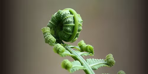 Embodied Emergence\u2122: A Circle of Collective Becoming