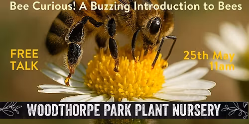 Bee Curious! A Buzzing Introduction to Bees