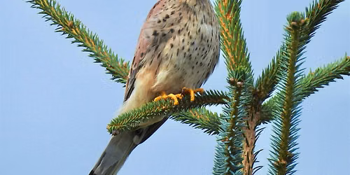 Raptor Rangers- recording and protecting birds of prey.