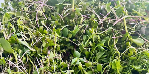 Microgreens Workshop \u2014 Perth, Sunday 7 June