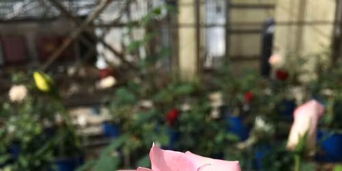 Spring Rose Care Seminar - Nelson's Roses! (In Person & Zoom)