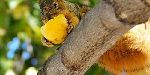 Preventing Vertebrate Pests From Eating Your Garden