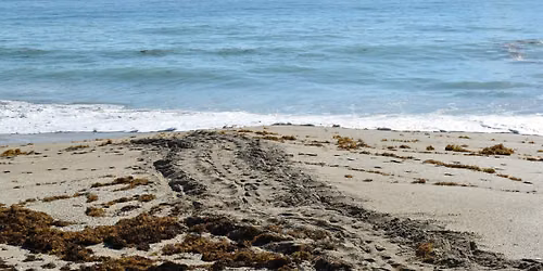 Stories in the Sand: Morning Beach Walk