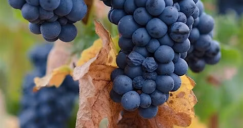 Syrah, Shiraz, Serine Wine Tasting