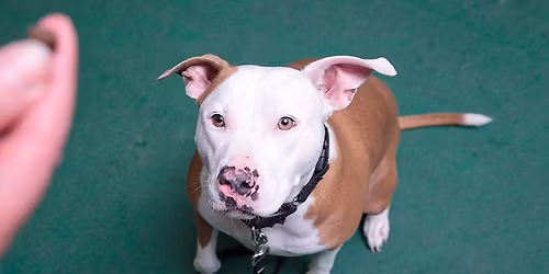 Nebraska Humane Society Drop-in Dog Training Classes