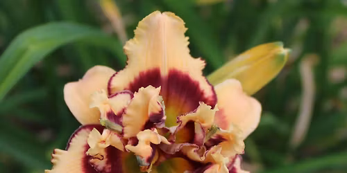 Fairlawn Daylily Show