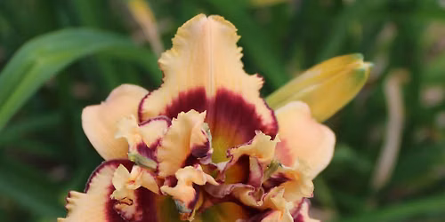 Fairlawn Daylily Show