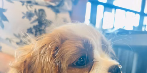 Brunch Cavalier King Charles et Épagneul - 18 Octobre