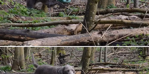 Dummy Apporteer Proef (DAP)