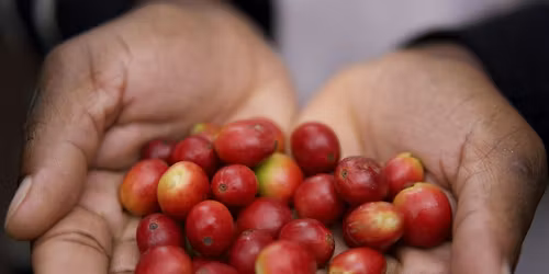 Taste the 254: A Guided Kenyan Coffee Tasting Experience