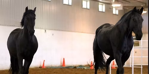 Foundation Holistic Horse Course Part 1