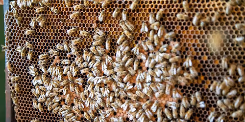 Honing en Bijen