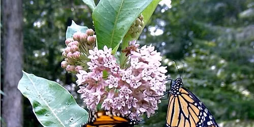 Planting for Pollinators