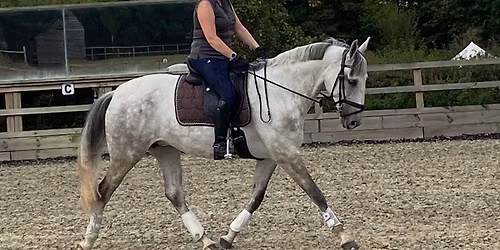 TINA LAYTON FABRS BHSI DRESSAGE CLINIC