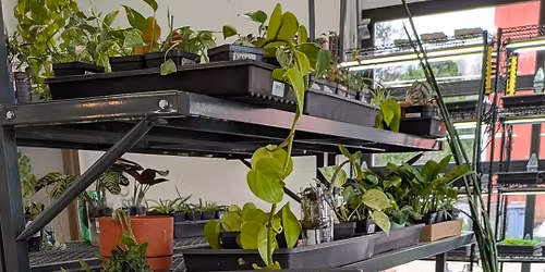 House Plant Swap at Vitruvian Farms