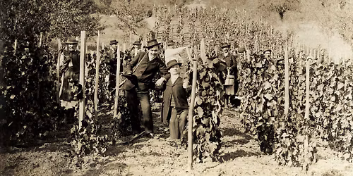 R\u00e9gi magyar sz\u0151l\u0151fajt\u00e1k - Nagyk\u00f3stol\u00f3