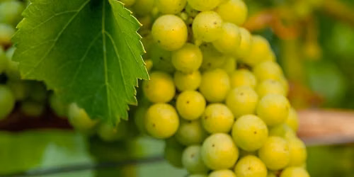 Southwestwines vinsmaking p\u00e5 Pitters 