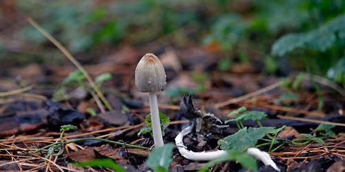 Family Nature Program \u2013 Fun with Fungi