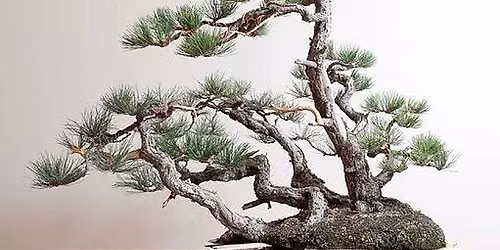 Bonsai Auction Sunday, October 11, 2026