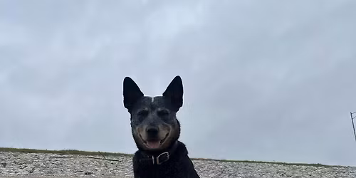 Bark in the Park