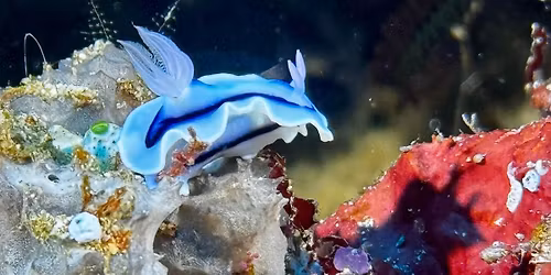 Mabul Smart Resort Dive Holiday 2026