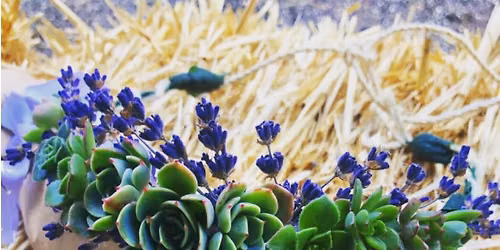 Lavender Succulent Crown Workshop Series