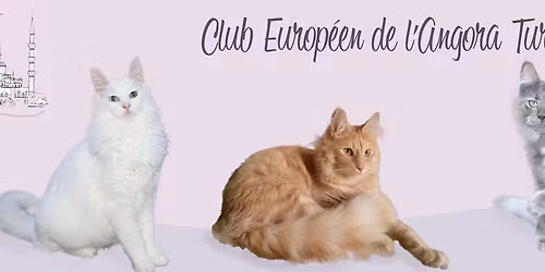 Sp\u00e9ciale Angoras Turcs \u00e0 Semur en Auxois