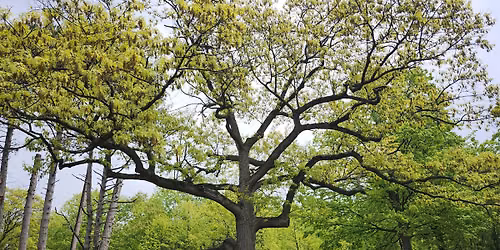 July 11, 2026 Awe Walk in Rennie Park