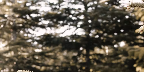 Christmas Mini Session Photoshoot