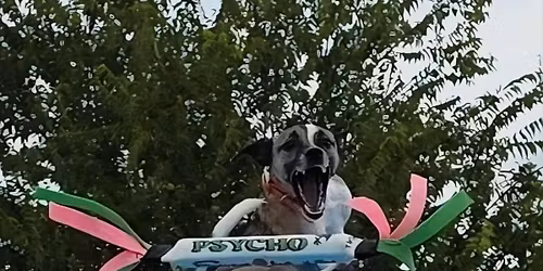 PepperJack's Plunge Lonestar Lights