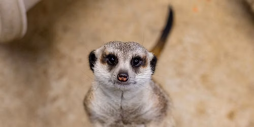 Preschool Zoo at Zoo Boise