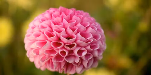 Planting Spring Bulbs Class