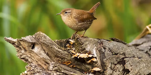 Birding Expedition: Cook Forest