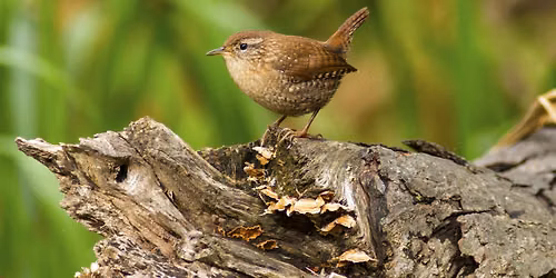 Birding Expedition: Cook Forest