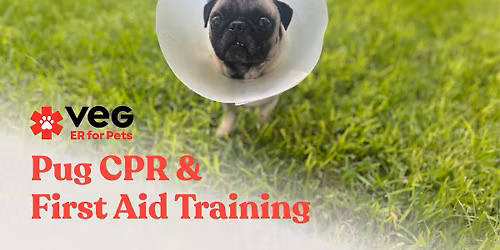 Pug CPR & First Aid Training with VEG ER