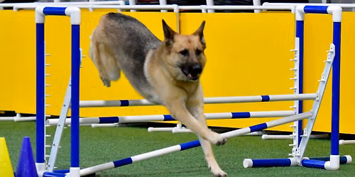 CPE Agility Trial