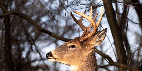 Beasts & Beer: Lessons from the SW WI Deer and Predator Study
