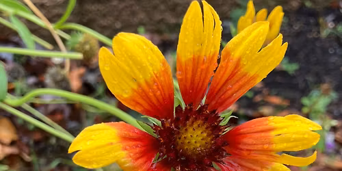 Grow a Cut Flower Garden at Home (in-person)