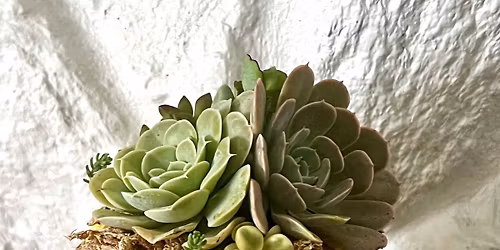 Succulent Pumpkin Class