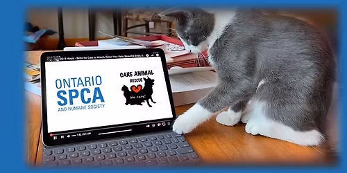 NEUTER SCOOTER! BOOK NOW FOR APRIL 8TH SPAY\/NEUTER TRANSPORTATION SERVICE FOR CATS. DO YOU NEED SPAY