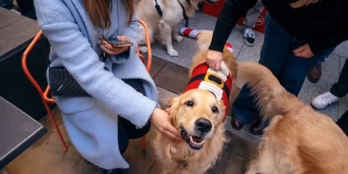 GOLDEN RETRIEVER CAFE - BOURNEMOUTH