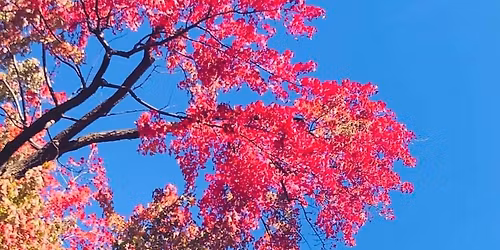 REd Maple Grove Yule 3 Ritual