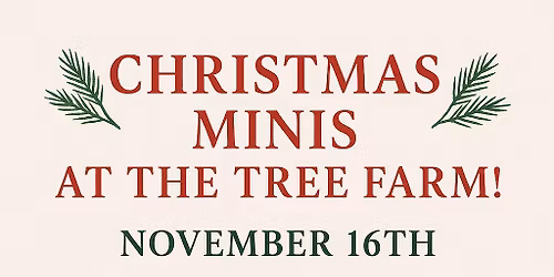  Christmas Mini Sessions 