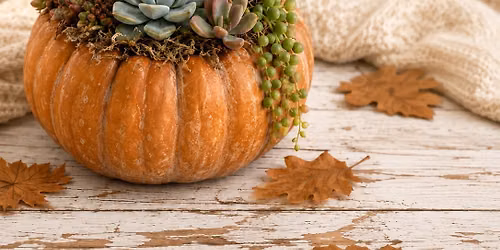 Pumpkin Succulent Craft