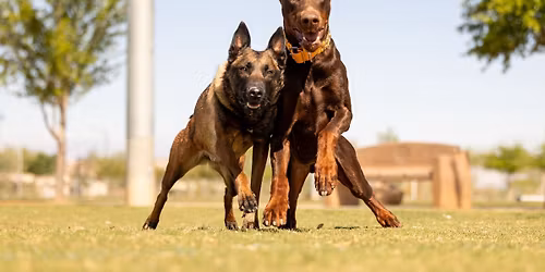 Annual AKC Fit Dog Turkey Trot