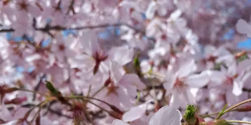 \ud83c\udf38 Spring 8-Week Yoga Series \ud83c\udf38