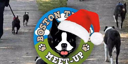 East Midlands Boston Terriers - Brierley Forest Park, Sutton in Ashfield - December