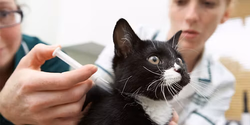 Walk in Dog + Cat Wellness Clinic