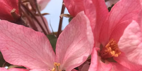 EcoExplorers Pollinator Power