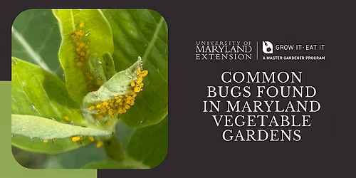 CCMG Spring Series Class # 4: Common Bugs Found in MD Vegetable Gardens